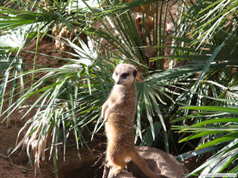 Barc_431
