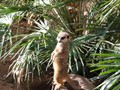Barc_431