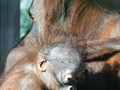 Barc_436