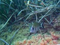 beni_022
