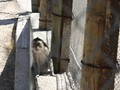 beni_067