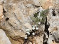 beni_087