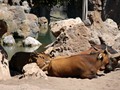 beni_154