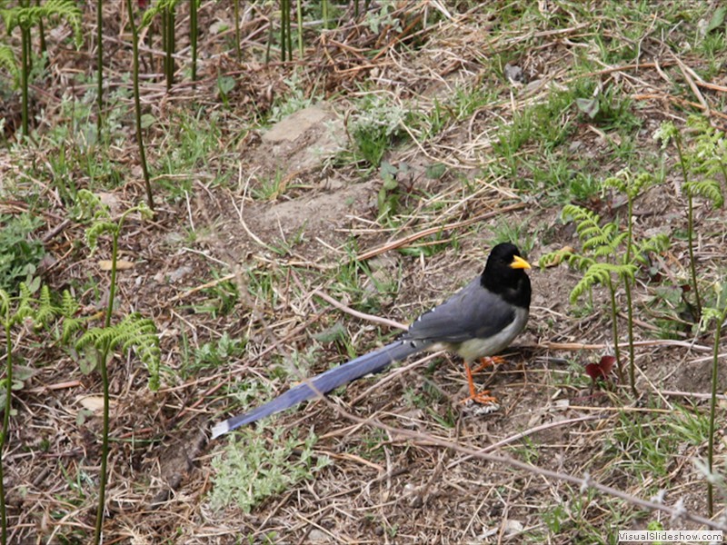 bhutan_102