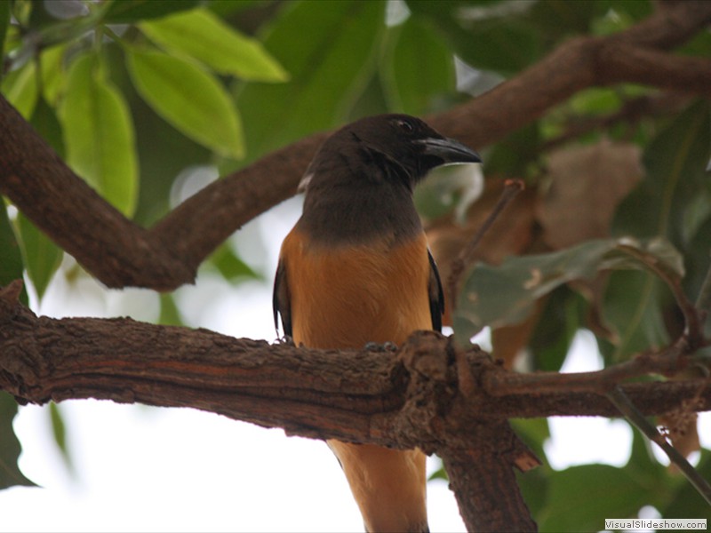 bhutan_528