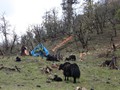 bhutan_240