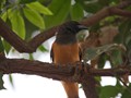 bhutan_528