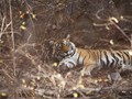 bhutan_533
