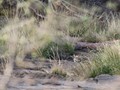 bhutan_555