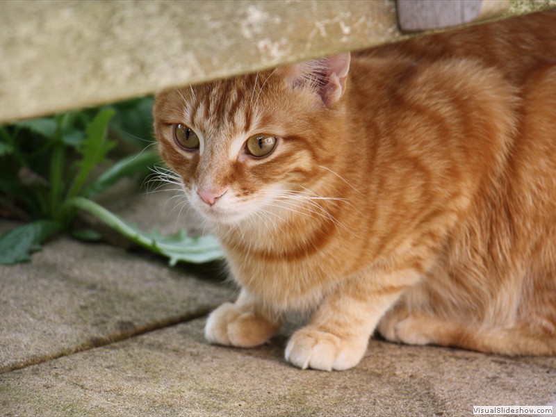 kat-09