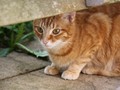 kat-09