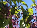 Costa_060