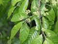 Costa_123