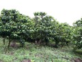 Costa_142