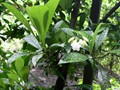 Costa_154