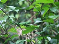 Costa_157