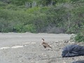 IMG_0441