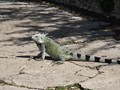 IMG_0577