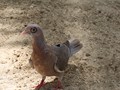 IMG_0890