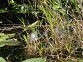 Flor-067