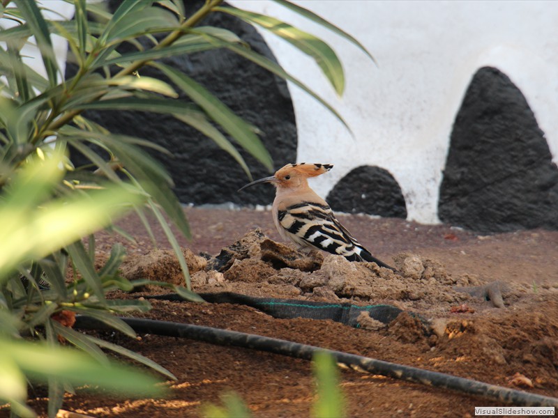gran canaria-042