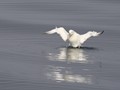 ICE_231