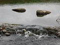 ICE_245
