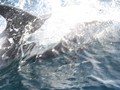 ICE_403