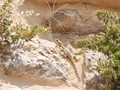 jodan_37