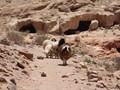 jodan_65