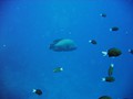 Jord2009_028