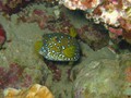 Jord2009_045
