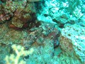 Jord2009_055
