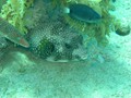Jord2009_069