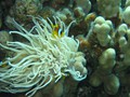 Jord2009_078