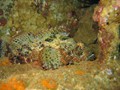Jord2009_089