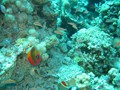 Jord2009_097