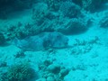 Jord2009_103