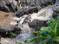 LaosCamb_182