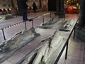 IMG_4971