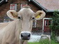 oostenrijk-052