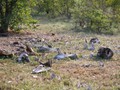 ZA-269
